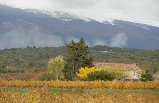 Herfstige wijngaard aan de voet van de Mont Ventoux